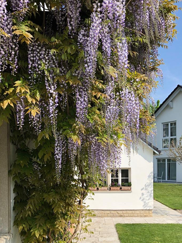 Über uns B&B Villa Dahlia